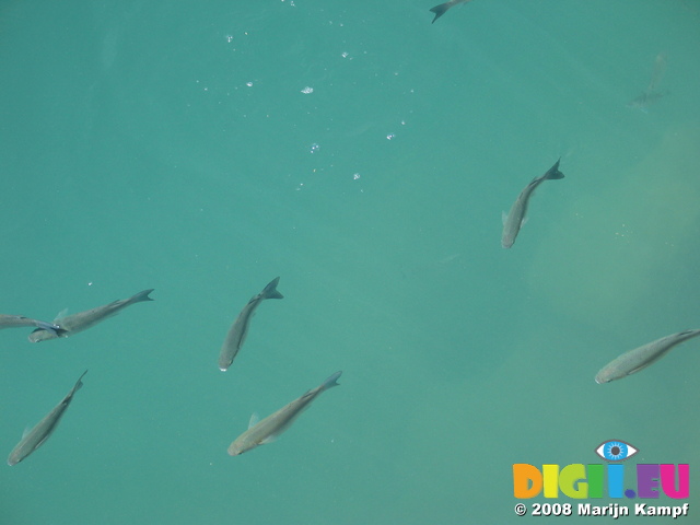 27618 Fish in Corralejo harbour